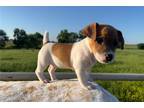 Parson Russell Terrier Puppy for sale in Fort Worth, TX, USA