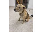 Adopt Coco a Shepherd, Mixed Breed