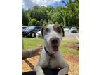 Adopt Bree a Catahoula Leopard Dog, Mixed Breed