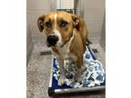 Adopt Lila a Terrier, Mixed Breed