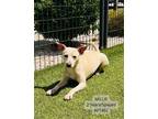 Adopt Millie a Jack Russell Terrier, Mixed Breed