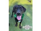 Adopt Benji a Bluetick Coonhound, Black Labrador Retriever