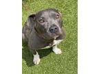 Adopt GRACIE a Pit Bull Terrier