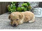 Mutt Puppy for sale in South Bend, IN, USA