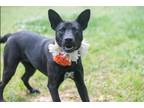 Adopt Nena a Australian Cattle Dog / Blue Heeler, German Shepherd Dog