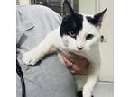 Adopt Polka Dot a Domestic Short Hair