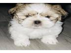 Shih Tzu Puppy for sale in Orlando, FL, USA
