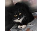 Adopt Prada a Domestic Short Hair