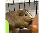 Adopt Cucumber a Guinea Pig