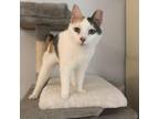 Adopt Allie a Domestic Short Hair