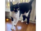 Adopt Wren a Domestic Short Hair