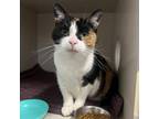 Adopt Abbie a Domestic Short Hair