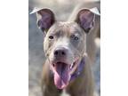 Adopt Cher a American Staffordshire Terrier