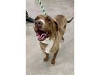 Adopt Regal a Labrador Retriever, Mixed Breed