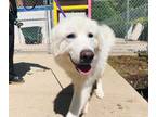 Adopt Earhart a Great Pyrenees, Mixed Breed