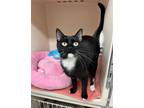 Adopt Lucy RM a Domestic Short Hair