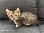 Adopt Anelli KITTEN a Domestic Short Hair