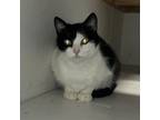 Adopt Polly Pocket a American Shorthair