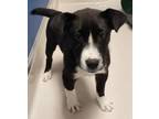 Adopt Aspen a Cattle Dog, Labrador Retriever