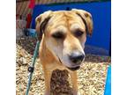 Adopt AYA a Shar-Pei, Mixed Breed