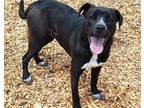Adopt T REX a Pit Bull Terrier, Mixed Breed