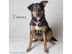 Adopt Tamara a Shepherd, Mixed Breed