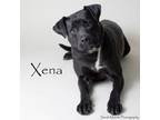 Adopt Xena a Pit Bull Terrier, Labrador Retriever