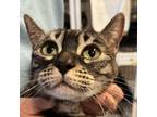 Adopt Babali a Bengal, Domestic Short Hair