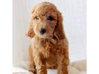 Goldendoodle Puppy for sale in Rio Linda, CA, USA