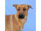 Adopt Sally a Mixed Breed