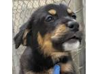 Adopt Tesla a Mixed Breed