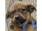 Adopt Bailee a Mixed Breed
