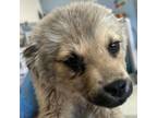 Adopt Jolyne a Mixed Breed