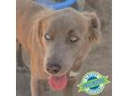 Adopt Olive a Mixed Breed