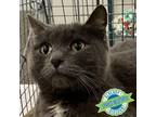 Adopt 75050 a Domestic Short Hair