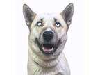 Adopt Skye a Siberian Husky, Mixed Breed