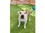 Adopt PUMPKIN a Shar-Pei, Pit Bull Terrier