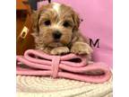 Maltipoo Puppy for sale in Milpitas, CA, USA