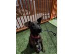 Adopt BITSY a Pit Bull Terrier, Mixed Breed
