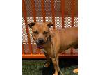 Adopt NALA a Pit Bull Terrier, Mixed Breed