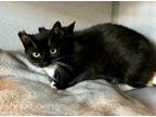 Adopt Daffy a Domestic Short Hair