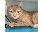 Adopt Pretzel a Domestic Short Hair