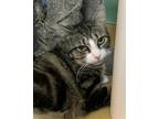 Adopt Bugsy a Domestic Short Hair