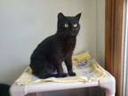 Adopt Bobby-Jo a Domestic Short Hair