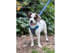 Adopt CALI a Beagle