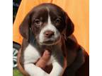Adopt Daphne a Beagle
