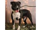 Adopt Shakira a Mixed Breed