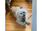 Adopt Moana a Cavalier King Charles Spaniel, Bichon Frise