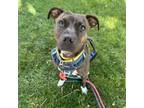 Adopt Erie a Pit Bull Terrier