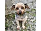 Adopt Jasmine a Yorkshire Terrier